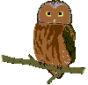 Enchanted Owl