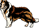 Collie