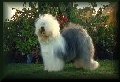 Sheepdog
