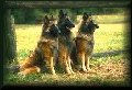 shepards