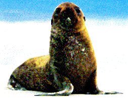Seal Pup