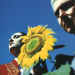 sunflower.jpg (32943 bytes)