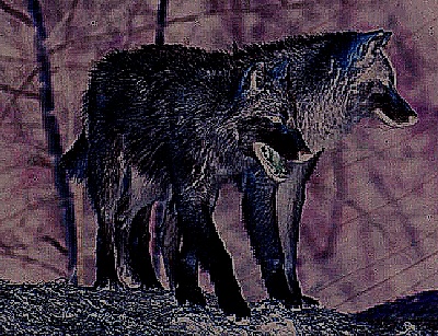 [wolves]