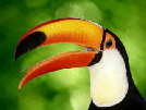 image of toucan