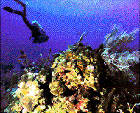 Diver Photo