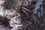 CROWNOFTHORNS