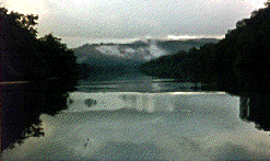 DAINTREE