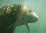 Manatee Photo