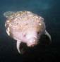 Manatee Photo