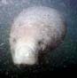Manatee Photo