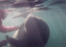 Manatee Photo
