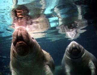 Manatee Photo