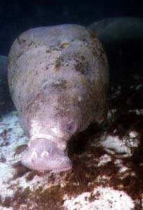Manatee Photo