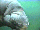 Manatee QuickTime Movie