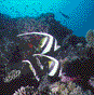 MOORISH IDOL