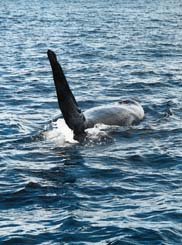 Orca BREACH