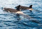 ORCA