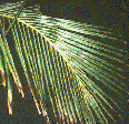 PALMFROND