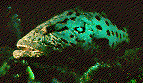 POTATOCOD