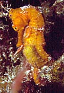SEAHORSE