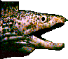 SPOTTEDMORAY