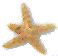 Starfish Photo