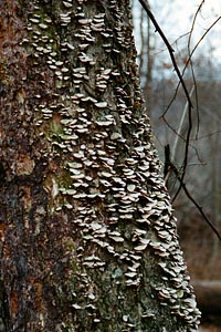 Tree and Fungus