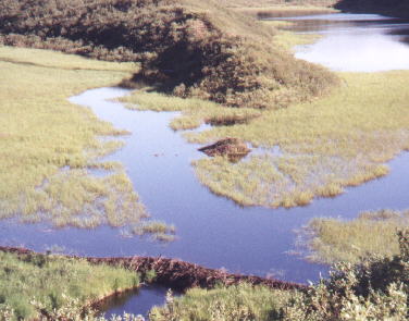 Beaver dam nbear mile 50 of Denali Highway