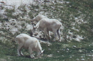 mountain Goats in Jasper