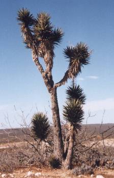Tree in middle of nowhere