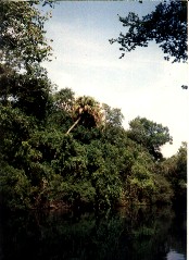 Ocklawaha River
