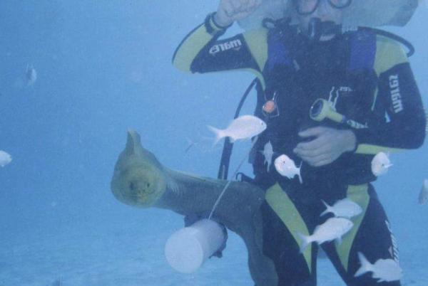 Clio and diver say goodbye