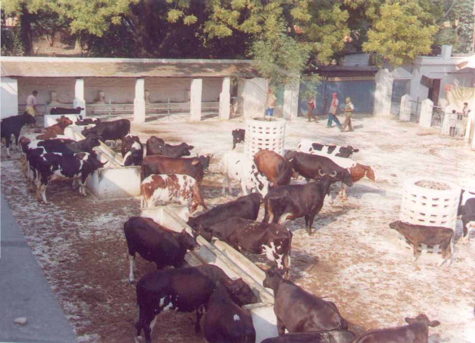 Dairy Cows in Open Courtyard