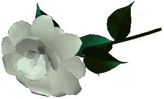 White rose #13