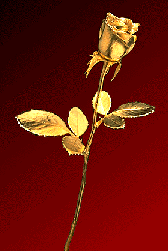 Gold rose #3