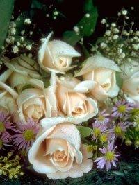 white roses #6