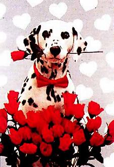 Dalmation with red roses #7