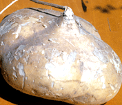 Image of Yam Beans or Jicama or Mexican Turnip