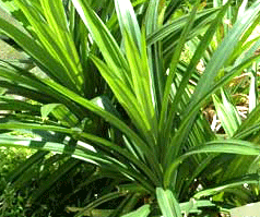 Pandan Plant