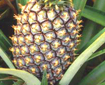 Image of Pineapple