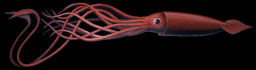 Image of Squid