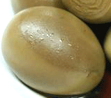 Image of Salted Soy Eggs