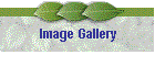 Image Gallery