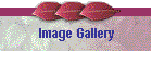 Image Gallery