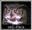 owl-face.jpg