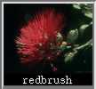 redbrush.jpg