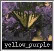 yellow_purple.jpg