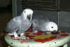 African%20Grey%20Parrot%20(Psittacus%20erithacus)%2012.jpg (19796 bytes)
