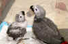 african-grey-parrot-0004.jpg (25229 bytes)