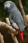 Buberel_Gray_parrot.jpg (57034 bytes)